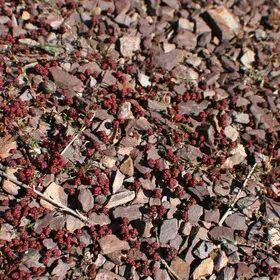 Red settlers on the surface of a young soil