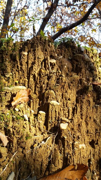 (Mini)erosion in woodland