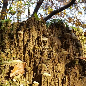 (Mini)erosion in woodland