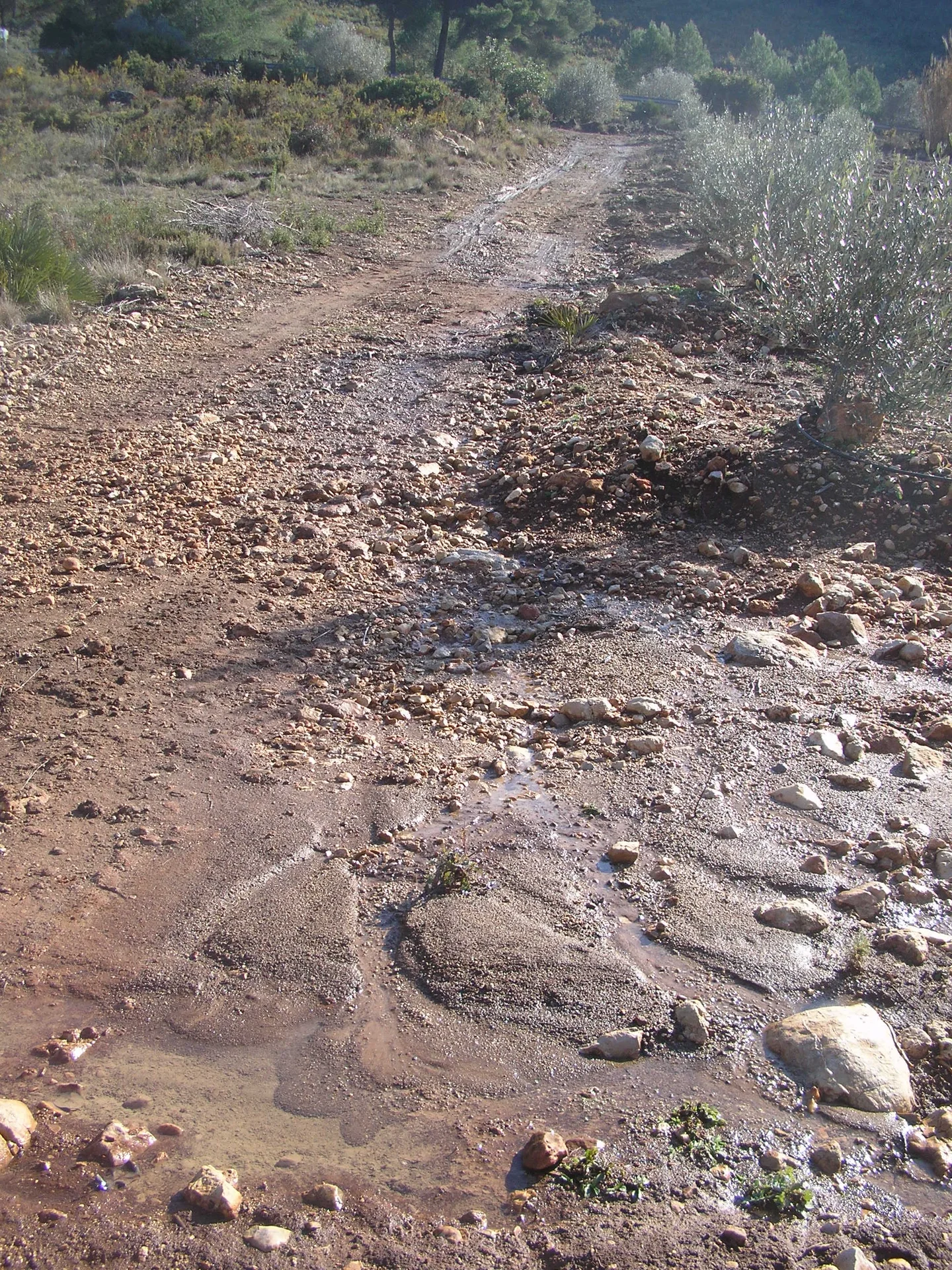 Fine sediment deposition
