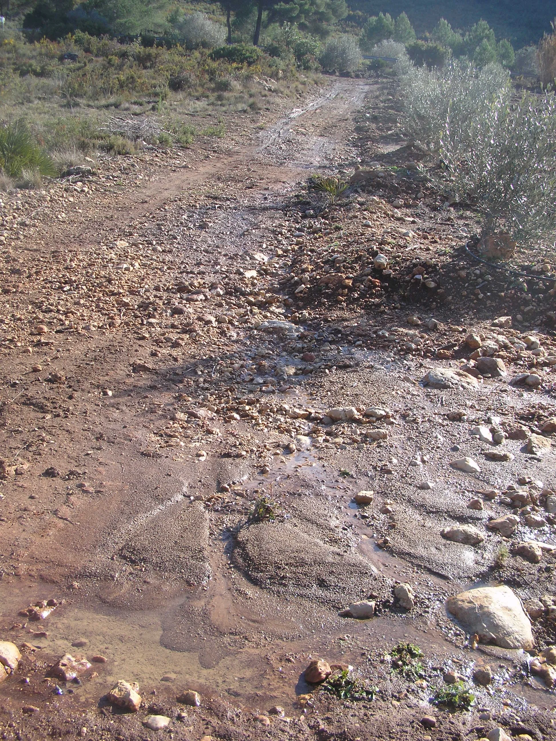 Fine sediment deposition