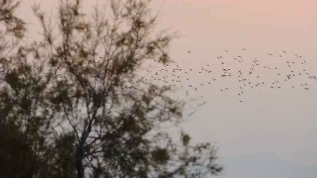 Dancing in the air