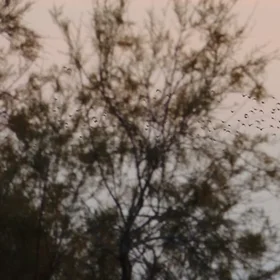 Dancing in the air