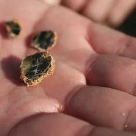 Small pieces of vermiculite
