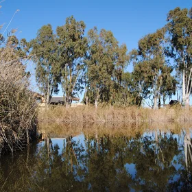 Riparian vegetation in the Albufera Lake (Valencia, Spain)
