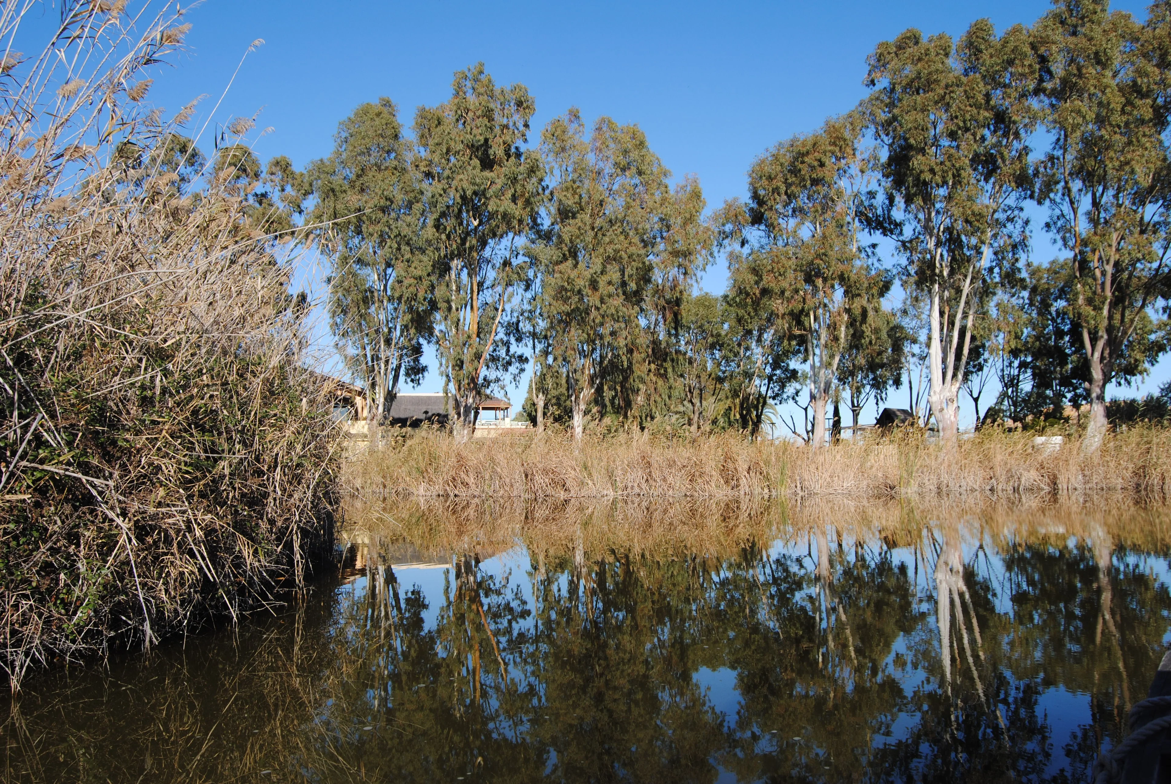 Riparian vegetation in the Albufera Lake (Valencia, Spain)