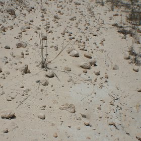 Rock fragments on a sandy soil