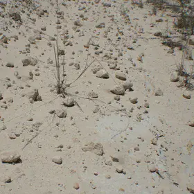 Rock fragments on a sandy soil