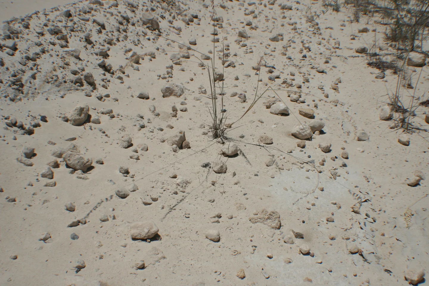 Rock fragments on a sandy soil