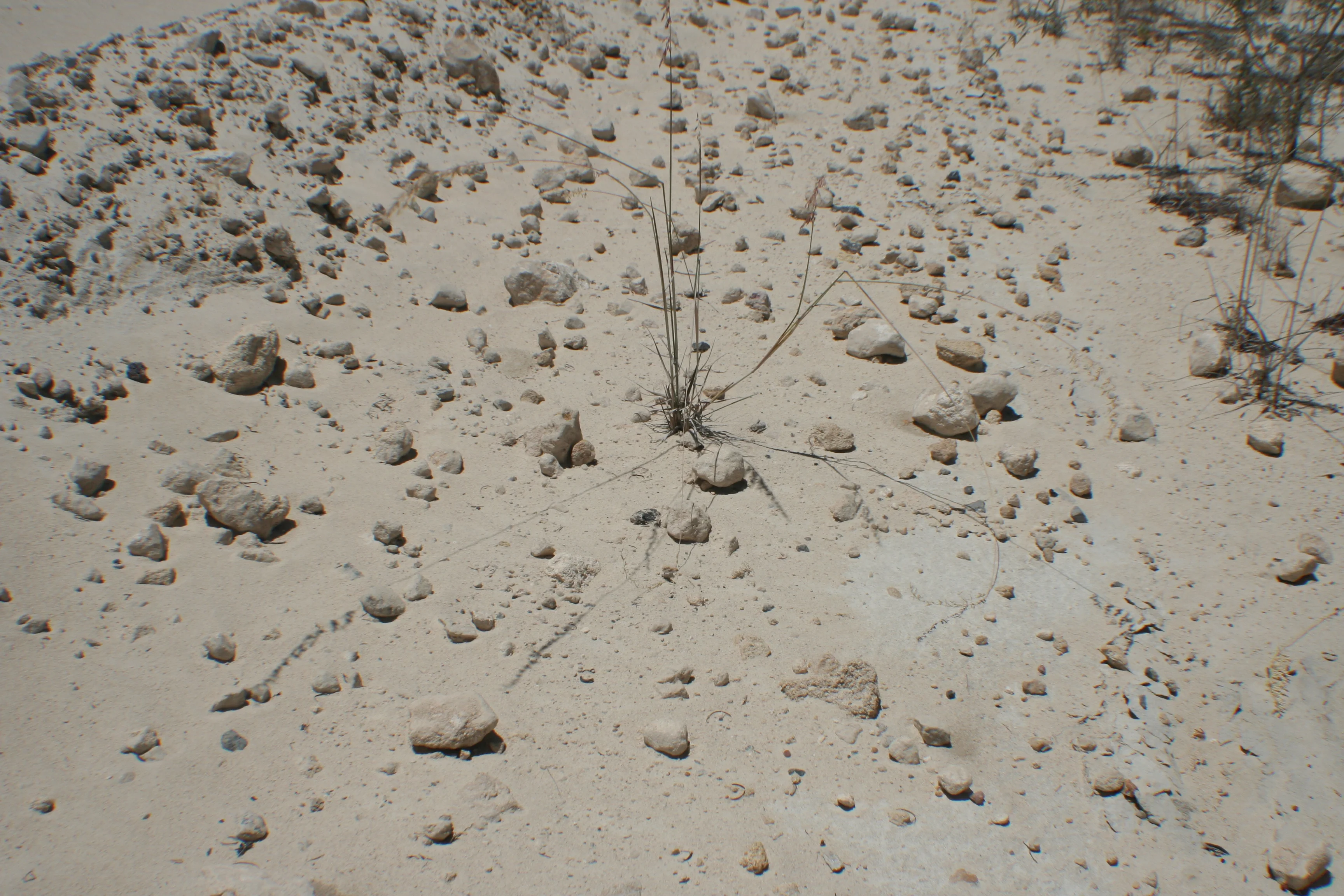 Rock fragments on a sandy soil
