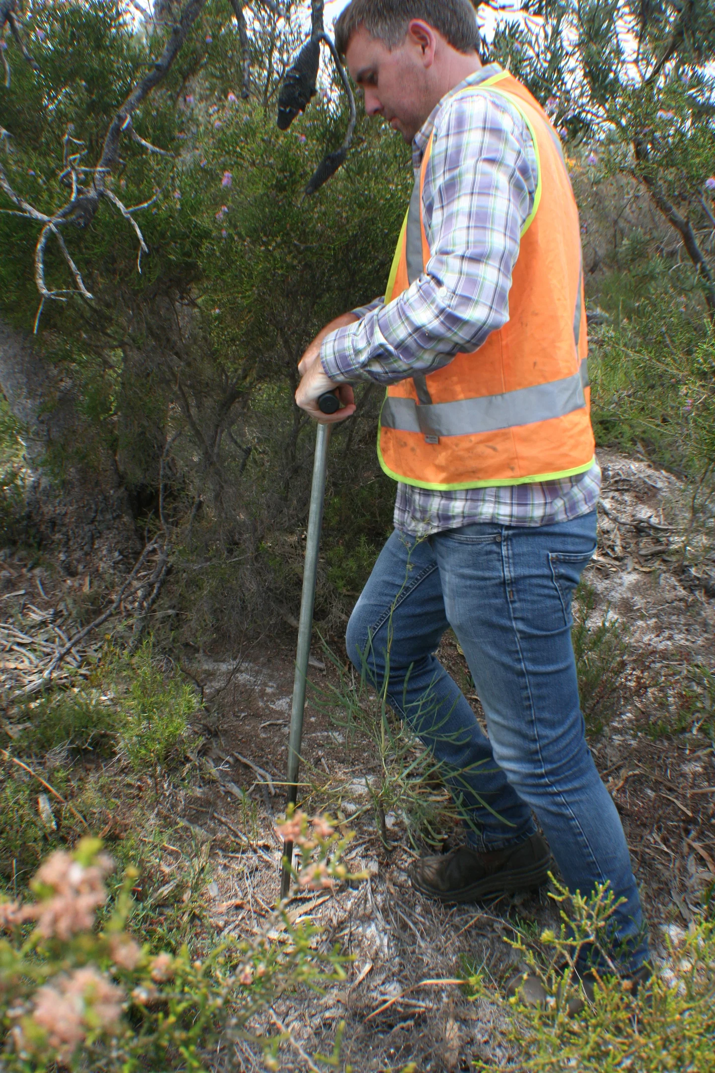 Soil scientists in action: Jason is sampling sandy soil