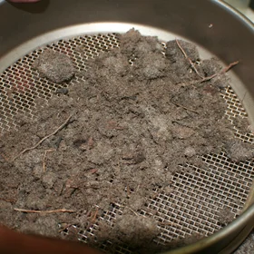 Banksia root clusters