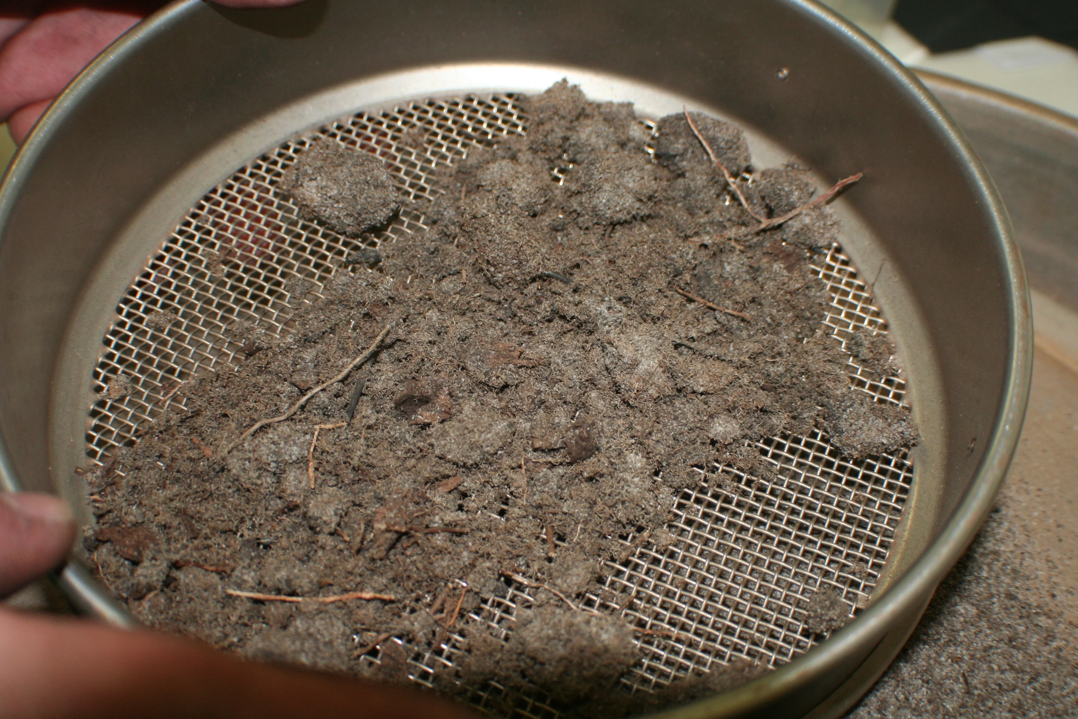 Banksia root clusters