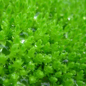 Emerald moss