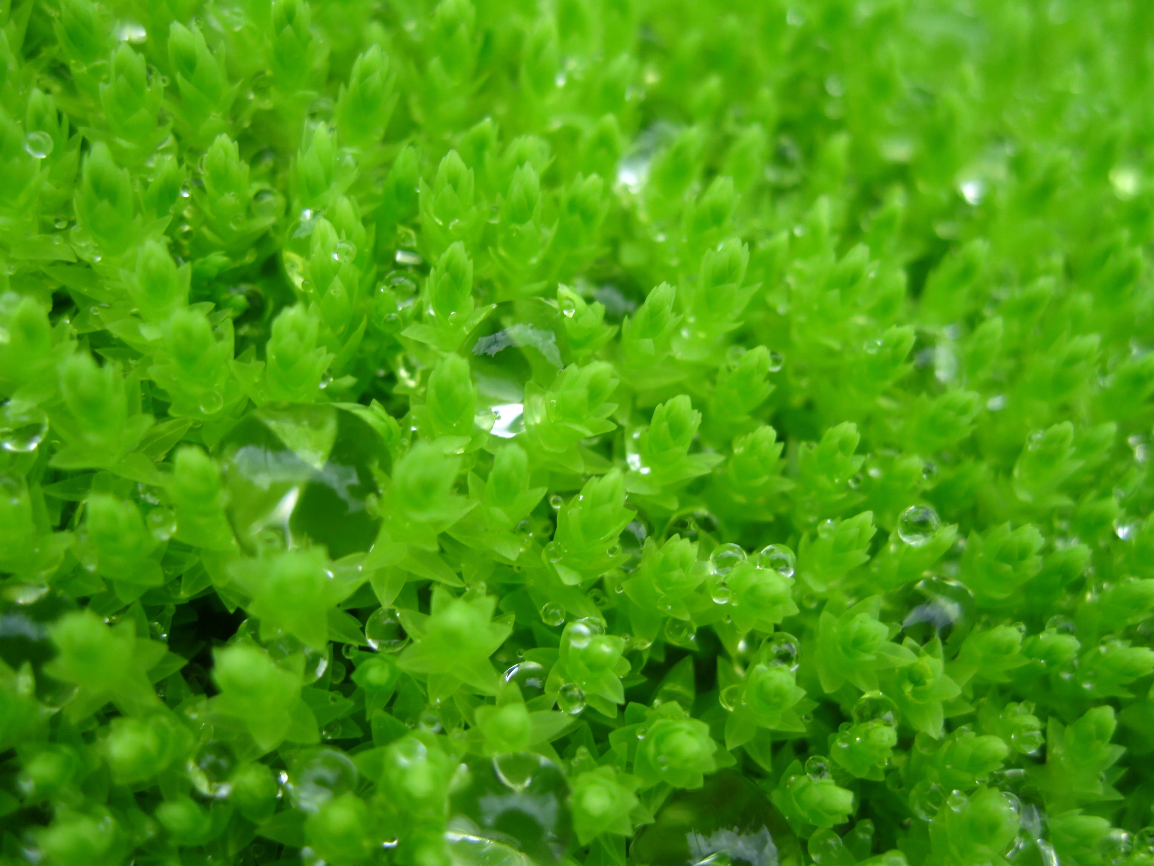 Emerald moss