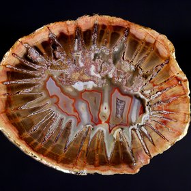 Star Dadoxylon, Triassic, Mahajunga, Madagascar