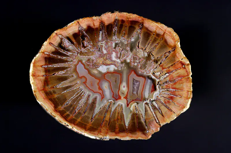 Star Dadoxylon, Triassic, Mahajunga, Madagascar