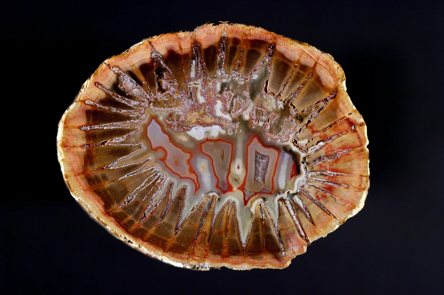 Star Dadoxylon, Triassic, Mahajunga, Madagascar