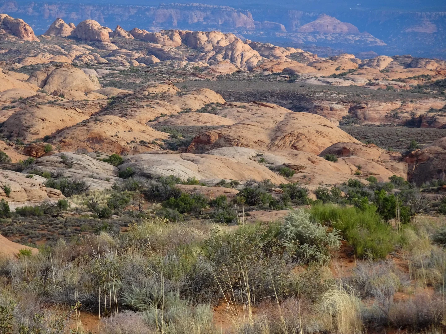 Petrified Dunes