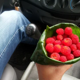 Red berries