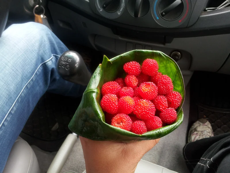 Red berries