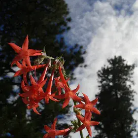 Flower Power