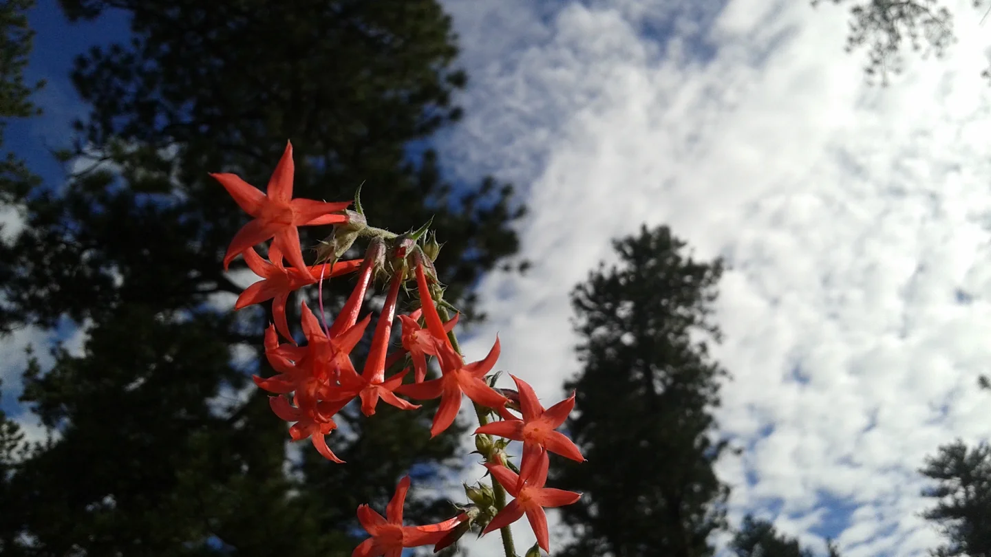 Flower Power