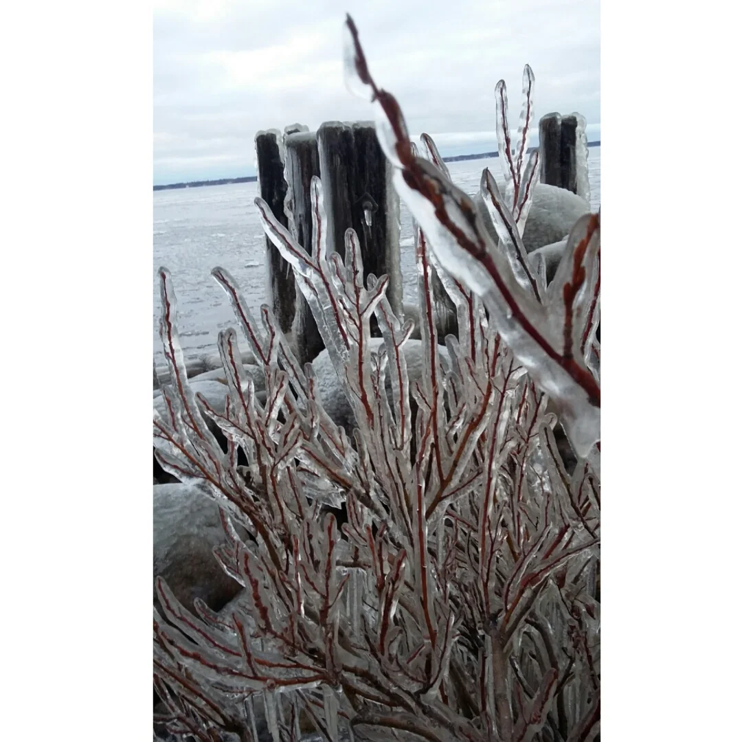 Icy plant