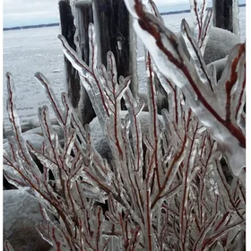 Icy plant