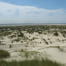 New dunes
