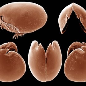 The Carapace of the ostracod Vargula hilgendorfii
