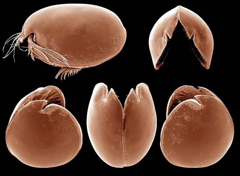 The Carapace of the ostracod Vargula hilgendorfii