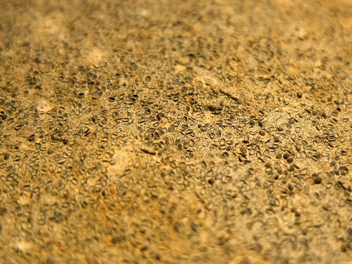 Cypris beds