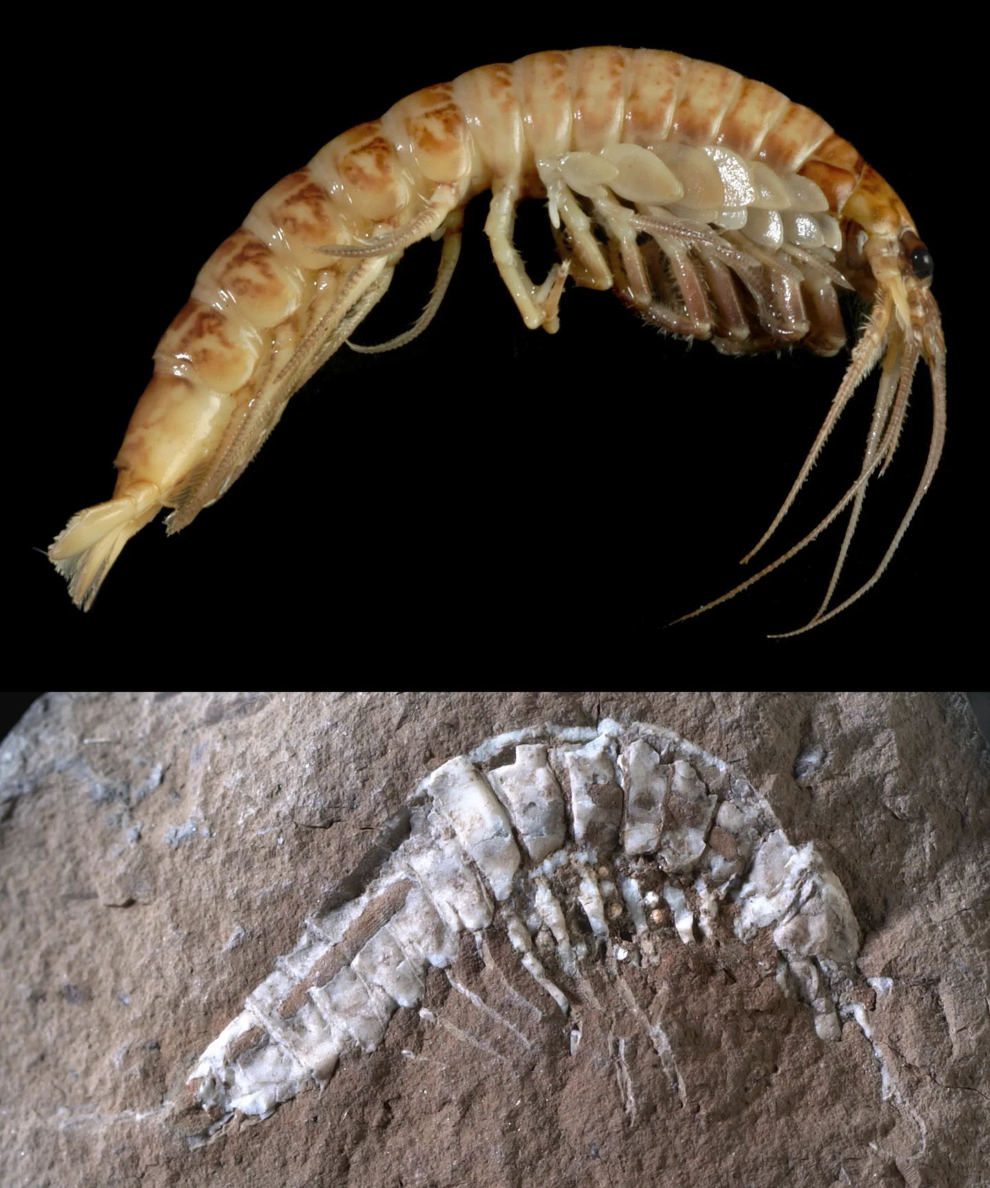 Syncarides actuel et fossile
