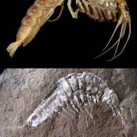 Syncarides actuel et fossile