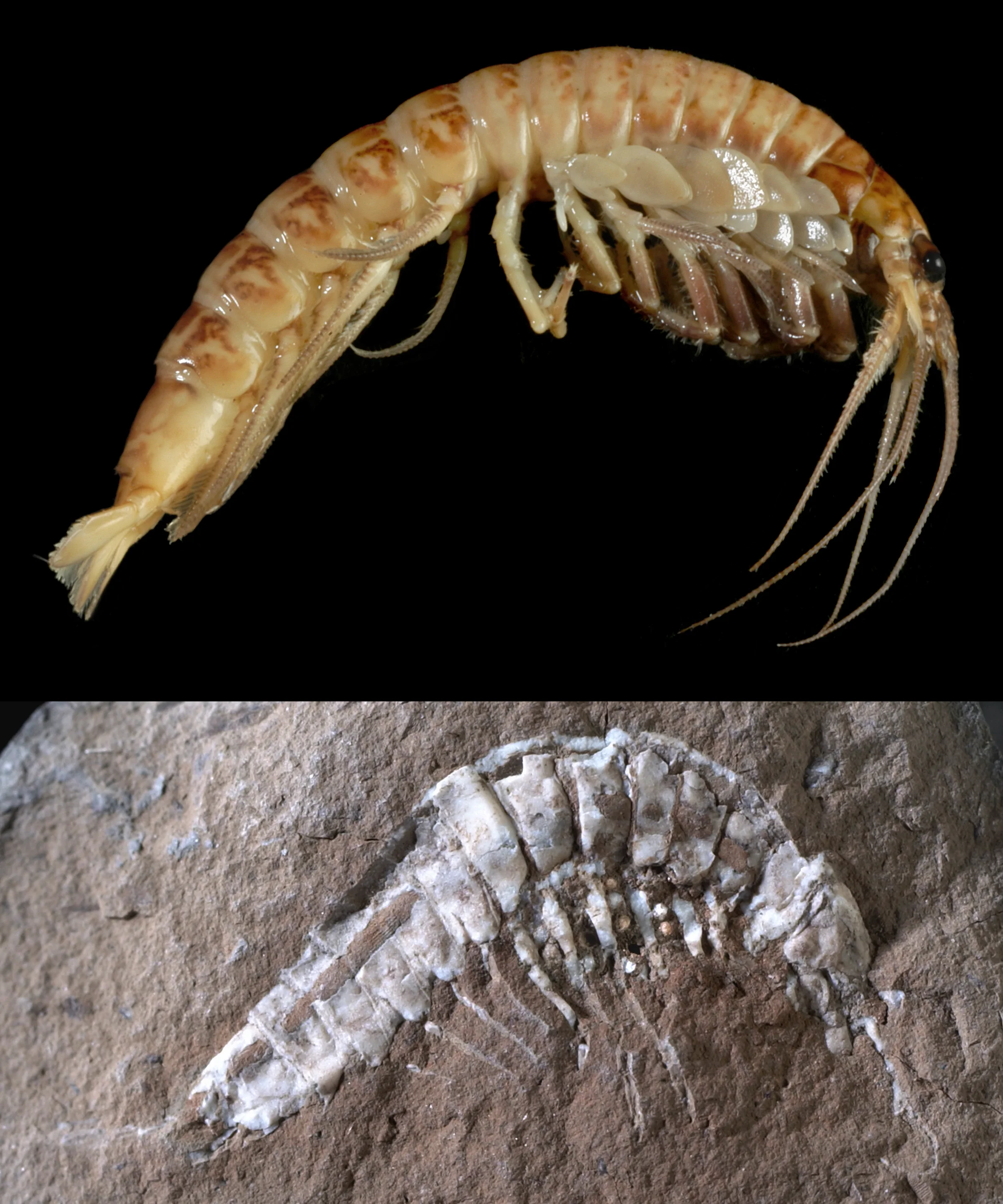 Syncarides actuel et fossile