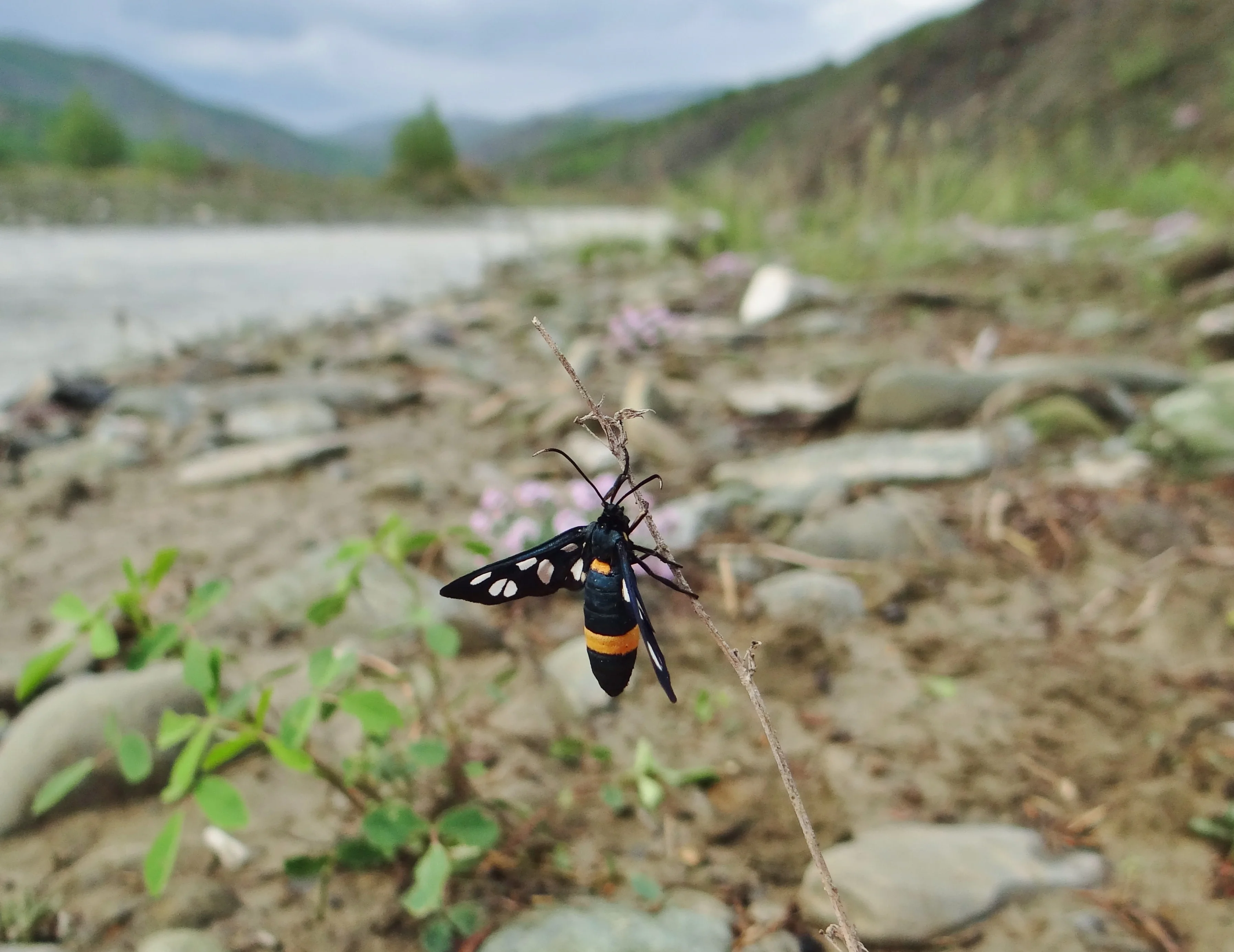 Insect