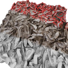 High resolution 3D surface modeling of fossil oyster reef