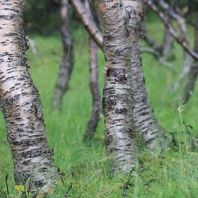 Icelandic original birch forest