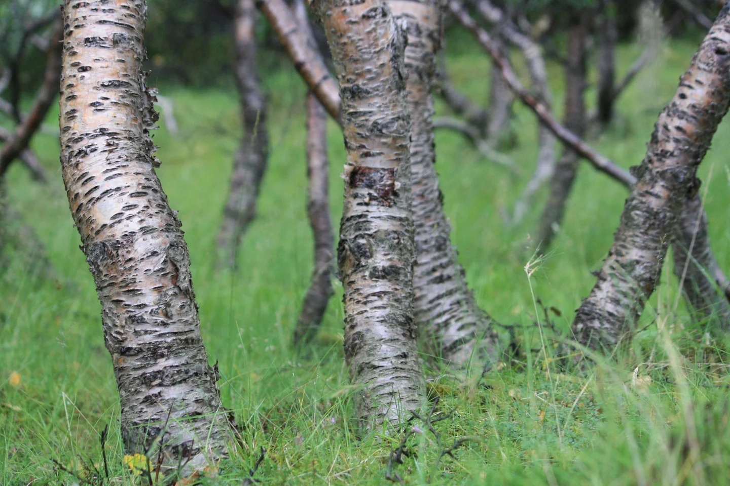Icelandic original birch forest
