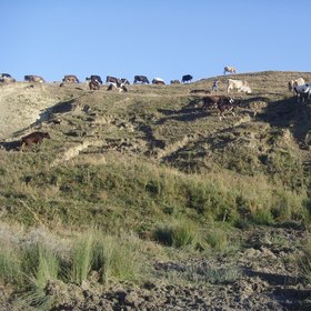 Degraded pasture from Plopana Bacau, Eastern Romania