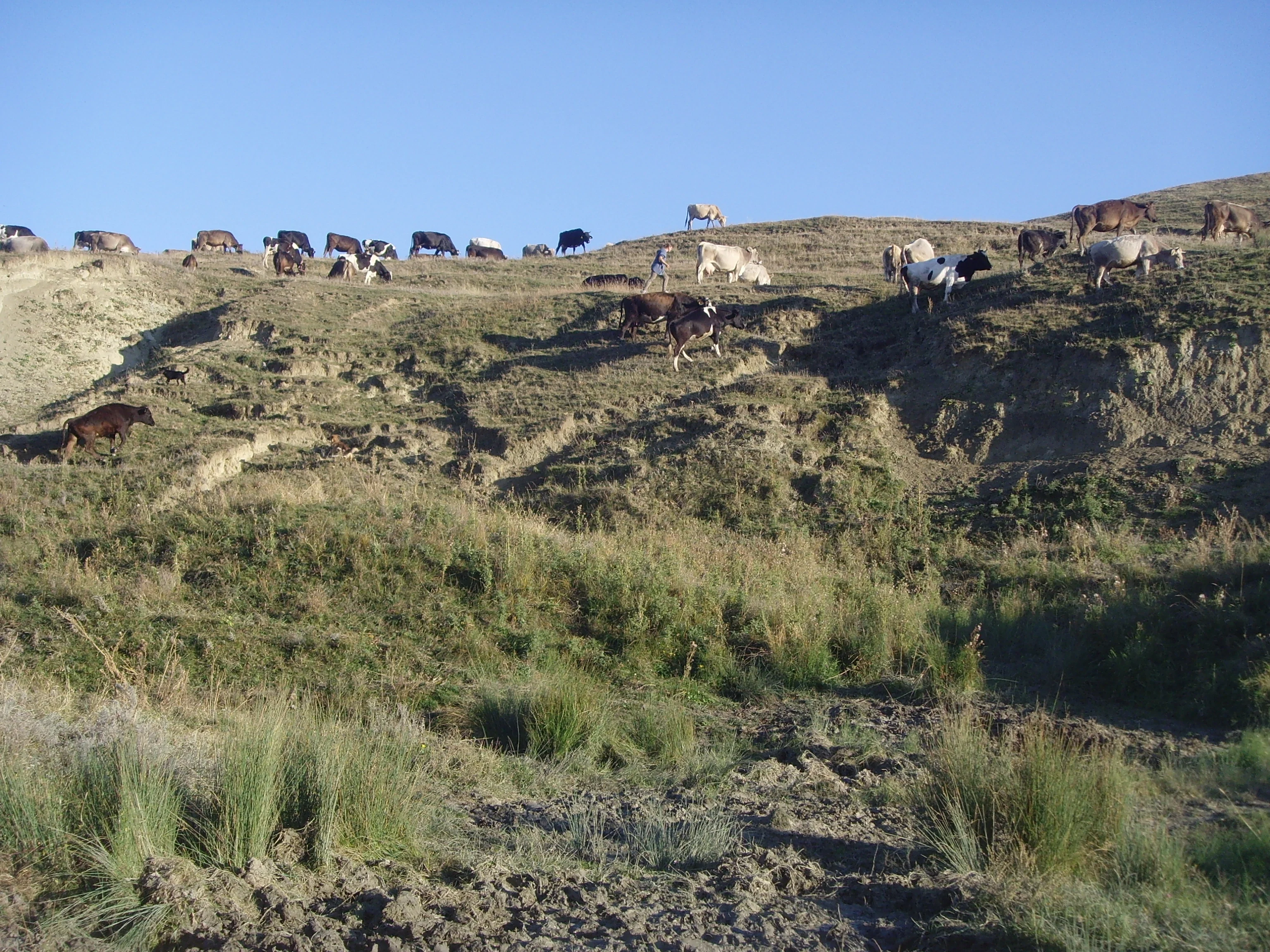 Degraded pasture from Plopana Bacau, Eastern Romania