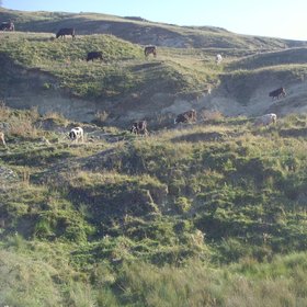 Degraded pasture from Plopana Bacau, Eastern Romania
