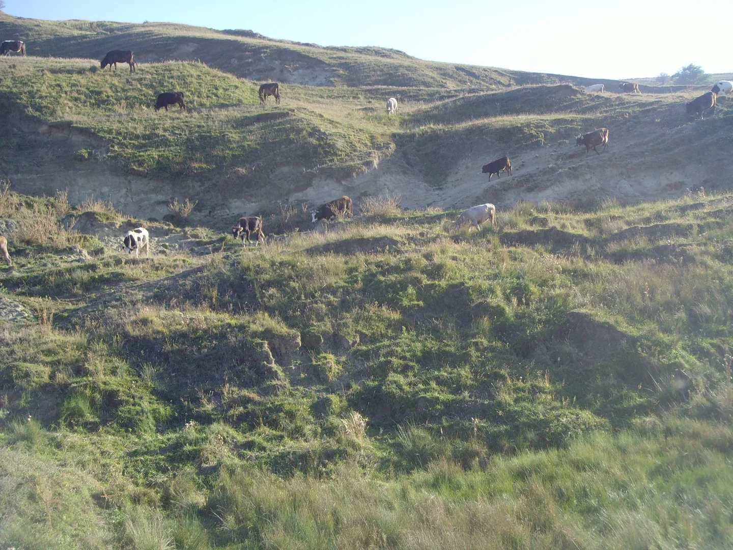 Brown, black and white cattle grazing on a hillside of patchy grass broken by bare eroded scarps and slumped ground.