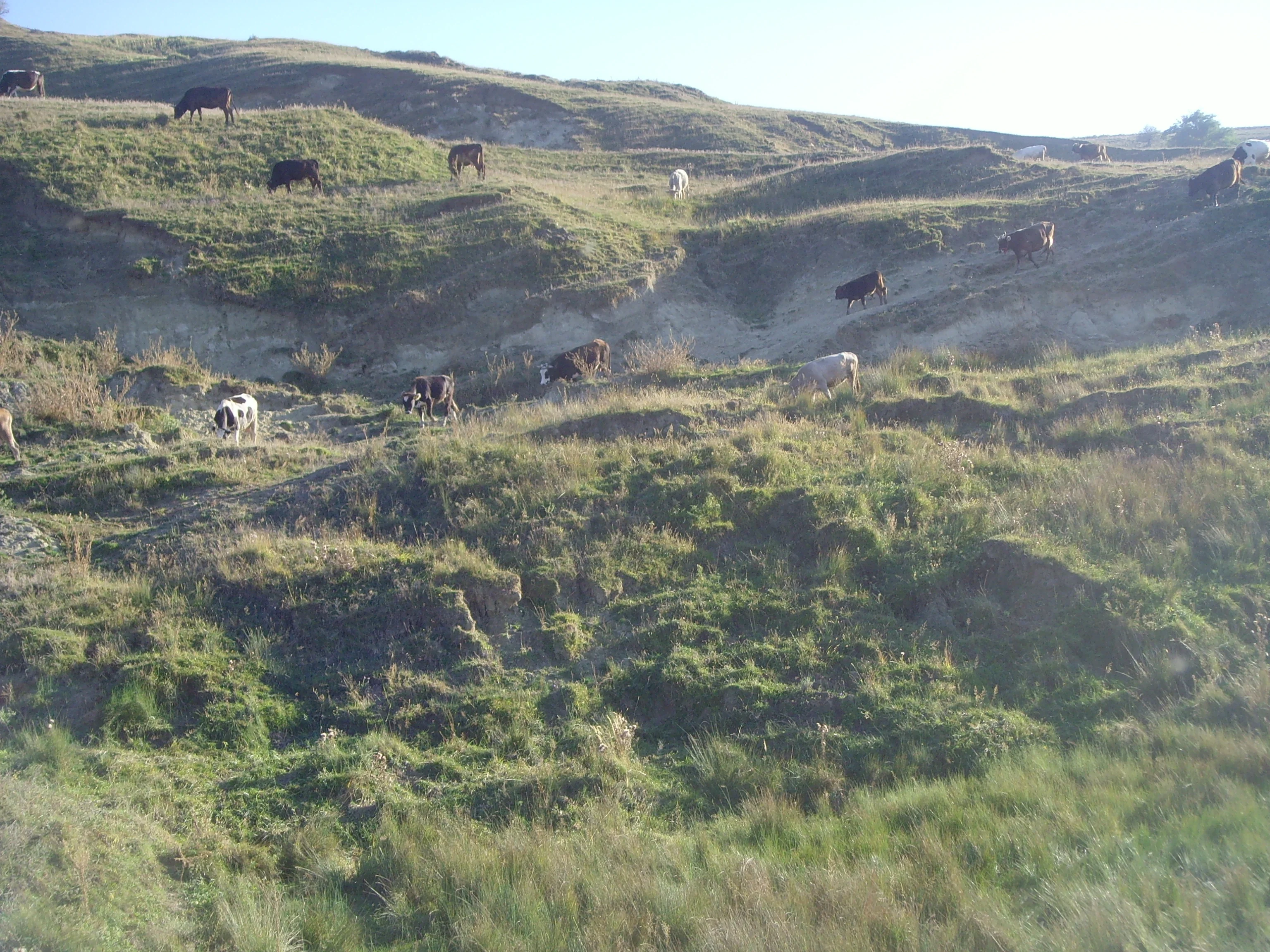 Degraded pasture from Plopana Bacau, Eastern Romania