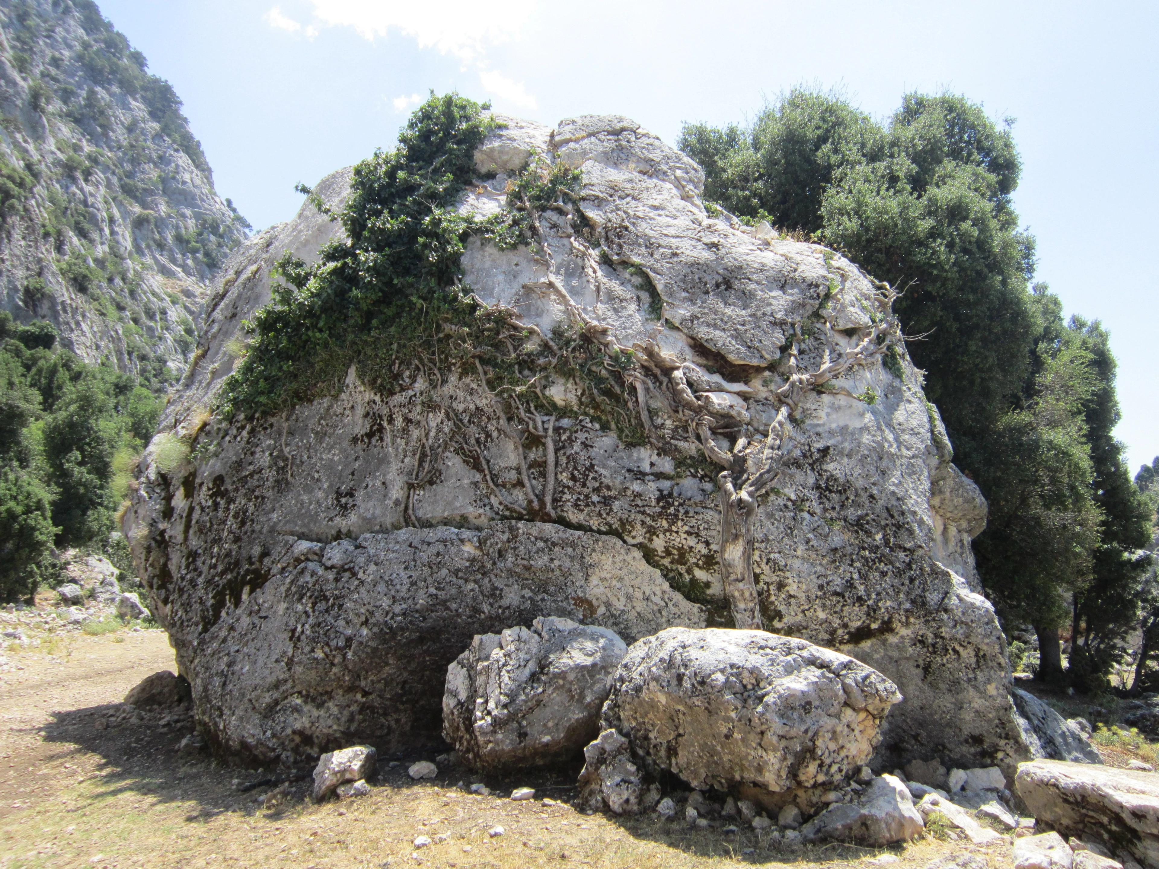 Fall in rock, hold in plant
