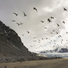 "A Flight of terns" Siobhan McDonald 2015