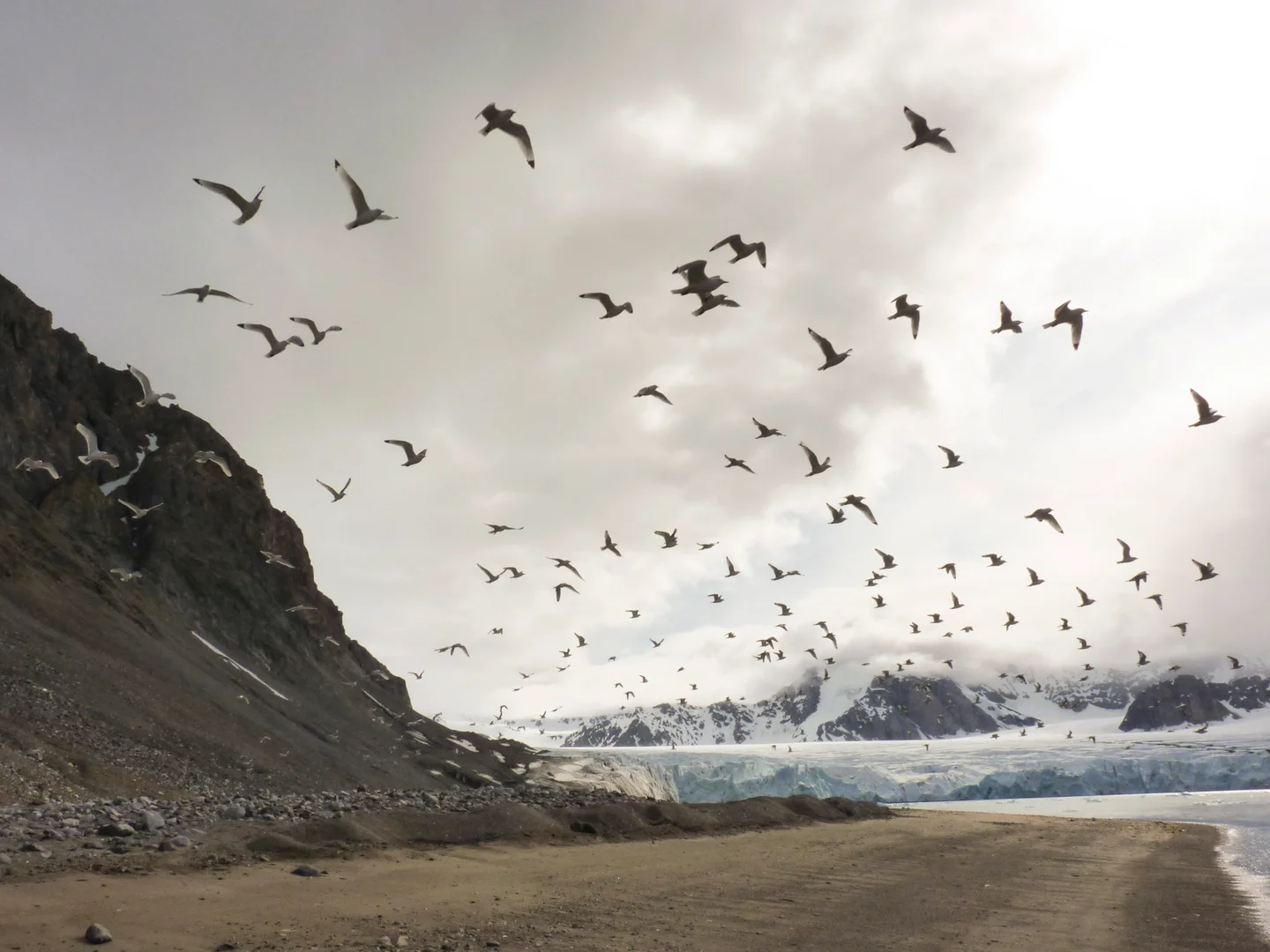 "A Flight of terns" Siobhan McDonald 2015