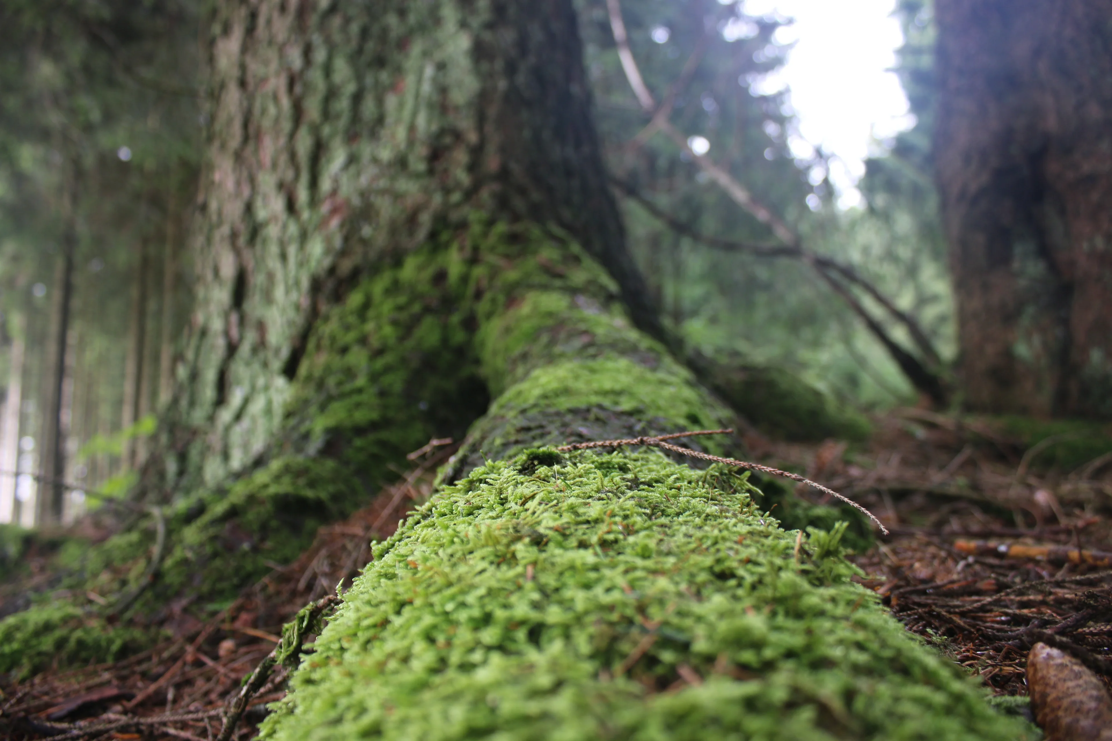 Picea abies in a slope bog