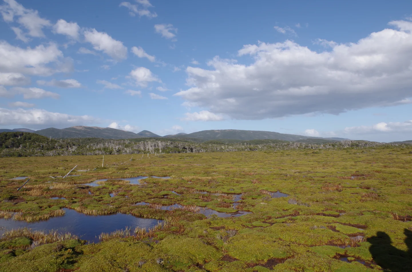 Cushion Plant Peatland, Estancia Moat, Tierra Del Fuego